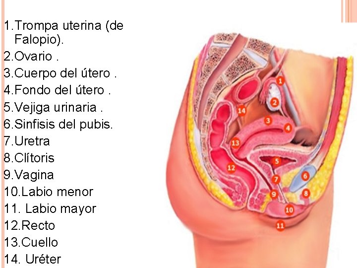 1. Trompa uterina (de Falopio). 2. Ovario. 3. Cuerpo del útero. 4. Fondo del