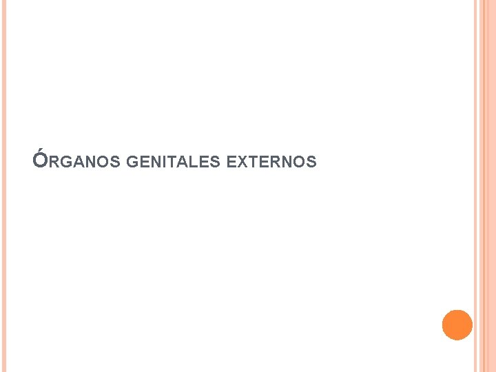 ÓRGANOS GENITALES EXTERNOS 