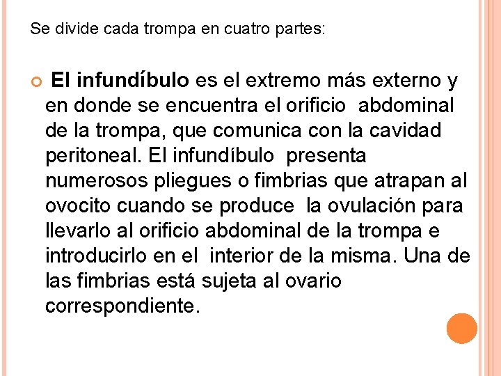 Se divide cada trompa en cuatro partes: El infundíbulo es el extremo más externo