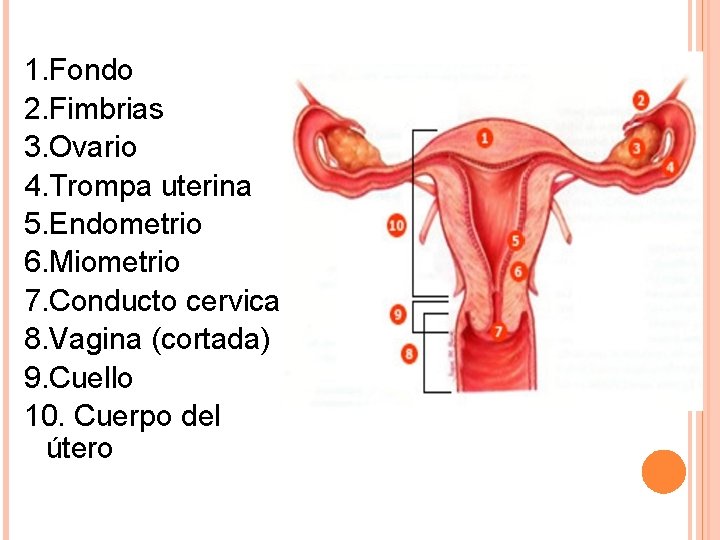 1. Fondo 2. Fimbrias 3. Ovario 4. Trompa uterina 5. Endometrio 6. Miometrio 7.