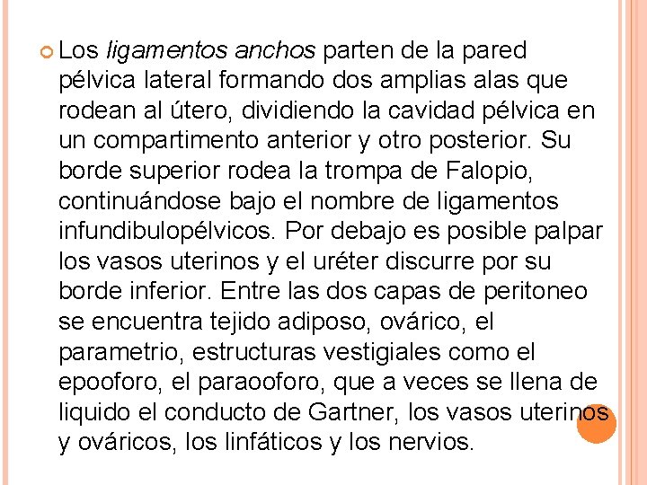  Los ligamentos anchos parten de la pared pélvica lateral formando dos amplias alas