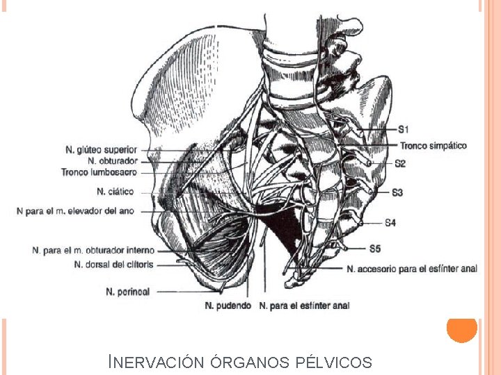 INERVACIÓN ÓRGANOS PÉLVICOS 