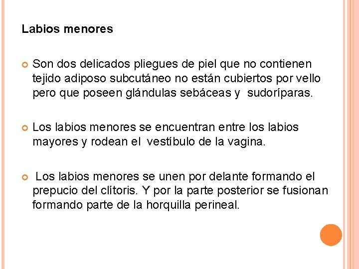 Labios menores Son dos delicados pliegues de piel que no contienen tejido adiposo subcutáneo