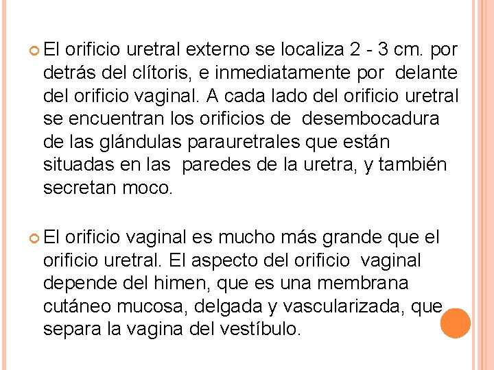  El orificio uretral externo se localiza 2 - 3 cm. por detrás del