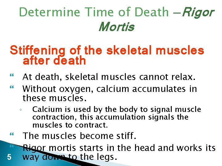 Determine Time of Death —Rigor Mortis Stiffening of the skeletal muscles after death ◦