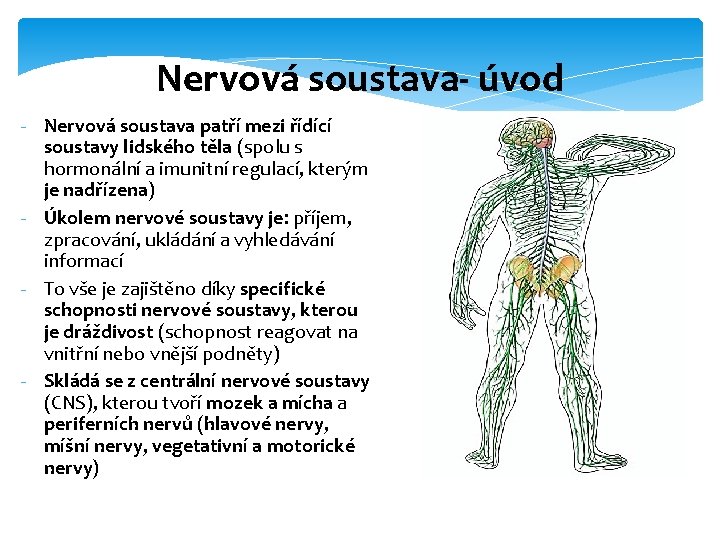 Nervová soustava- úvod - Nervová soustava patří mezi řídící soustavy lidského těla (spolu s