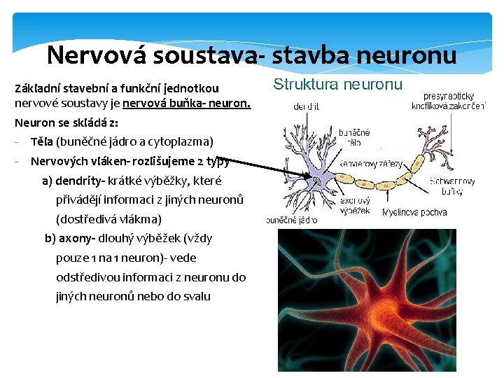Nervová soustava- stavba neuronu Základní stavební a funkční jednotkou nervové soustavy je nervová buňka-