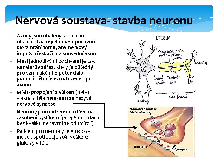 Nervová soustava- stavba neuronu - Axony jsou obaleny izolačním obalem- tzv. myelinovou pochvou, která