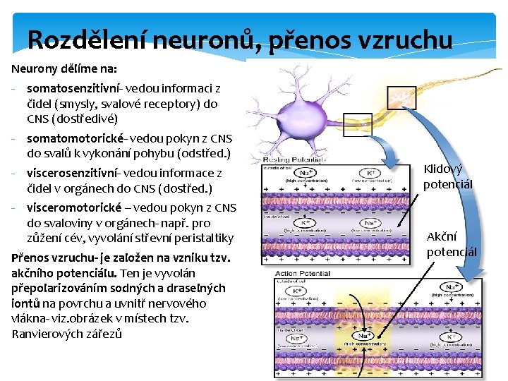 Rozdělení neuronů, přenos vzruchu Neurony dělíme na: - somatosenzitivní- vedou informaci z čidel (smysly,