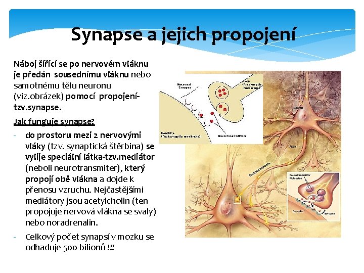 Synapse a jejich propojení Náboj šířící se po nervovém vláknu je předán sousednímu vláknu