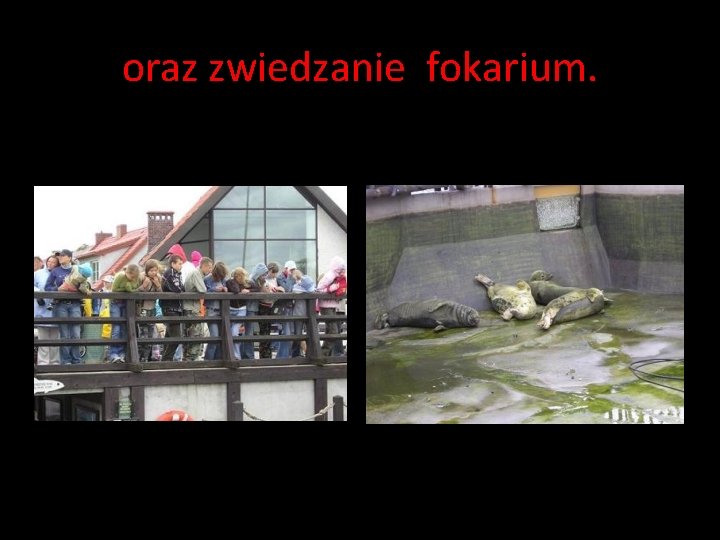 oraz zwiedzanie fokarium. oraz zwiedzanie fokarium.