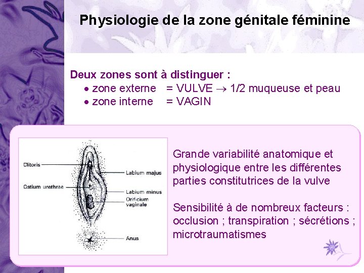 Physiologie de la zone génitale féminine Deux zones sont à distinguer : zone externe