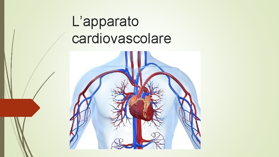 L’apparato cardiovascolare 