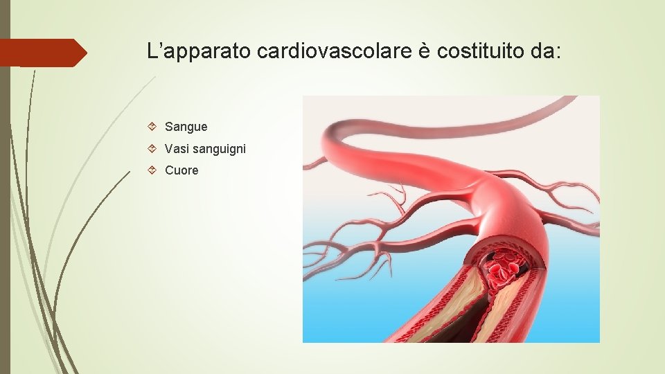 L’apparato cardiovascolare è costituito da: Sangue Vasi sanguigni Cuore 