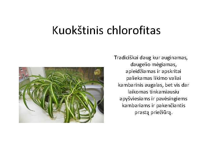 Kuokštinis chlorofitas Tradiciškai daug kur auginamas, daugelio mėgiamas, apleidžiamas ir apskritai paliekamas likimo valiai