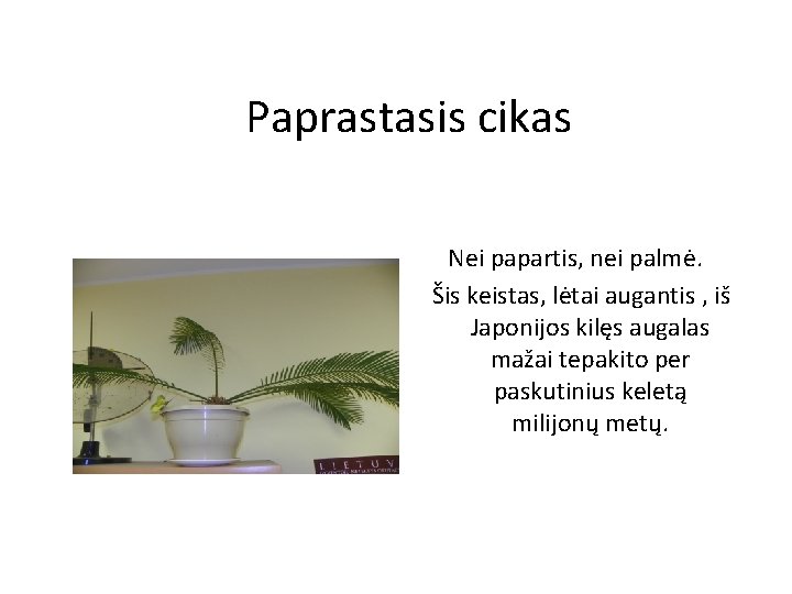 Paprastasis cikas Nei papartis, nei palmė. Šis keistas, lėtai augantis , iš Japonijos kilęs