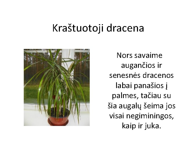 Kraštuotoji dracena Nors savaime augančios ir senesnės dracenos labai panašios į palmes, tačiau su