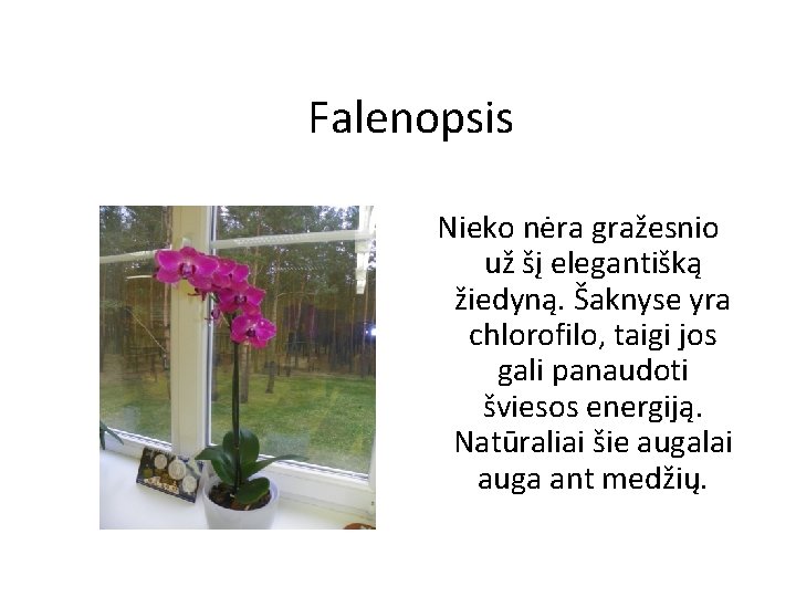 Falenopsis Nieko nėra gražesnio už šį elegantišką žiedyną. Šaknyse yra chlorofilo, taigi jos gali