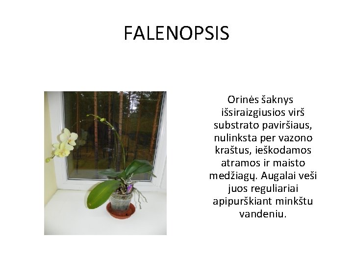 FALENOPSIS Orinės šaknys išsiraizgiusios virš substrato paviršiaus, nulinksta per vazono kraštus, ieškodamos atramos ir