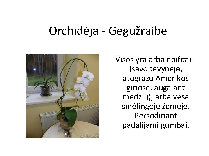 Orchidėja - Gegužraibė Visos yra arba epifitai (savo tėvynėje, atogrąžų Amerikos giriose, auga ant