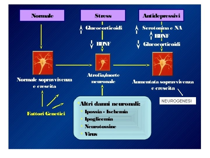 NEUROGENESI 