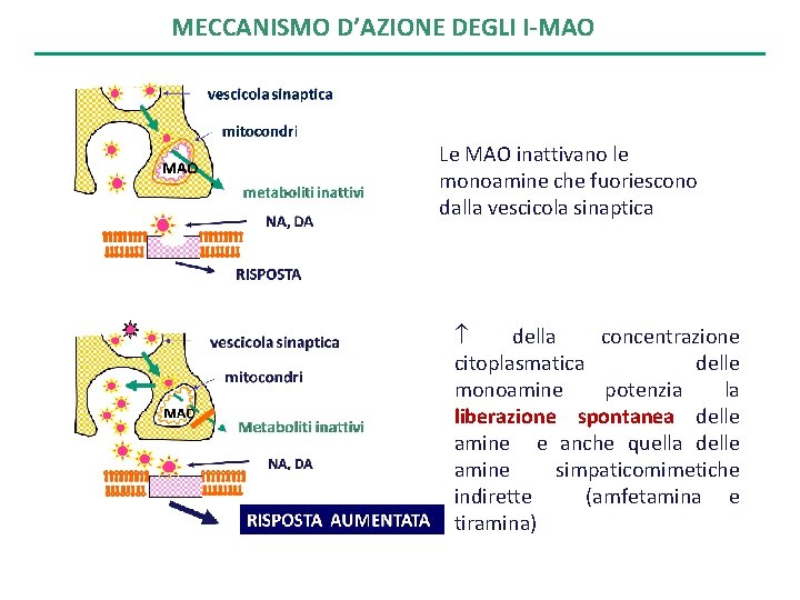 MECCANISMO D’AZIONE DEGLI I-MAO Le MAO inattivano le monoamine che fuoriescono dalla vescicola sinaptica