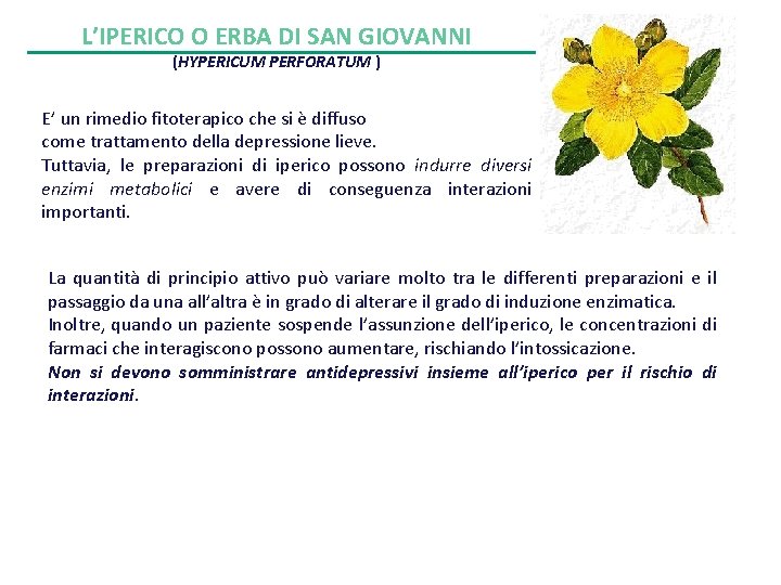 L’IPERICO O ERBA DI SAN GIOVANNI (HYPERICUM PERFORATUM ) E’ un rimedio fitoterapico che