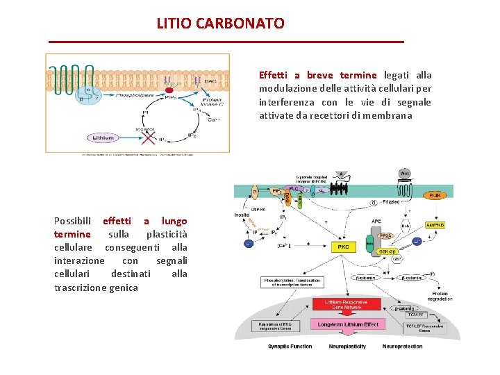 LITIO CARBONATO Effetti a breve termine legati alla modulazione delle attività cellulari per interferenza