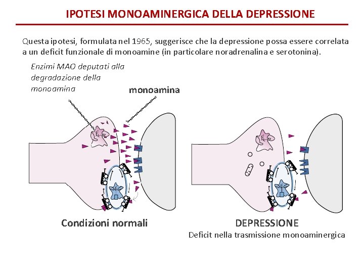 IPOTESI MONOAMINERGICA DELLA DEPRESSIONE Questa ipotesi, formulata nel 1965, suggerisce che la depressione possa