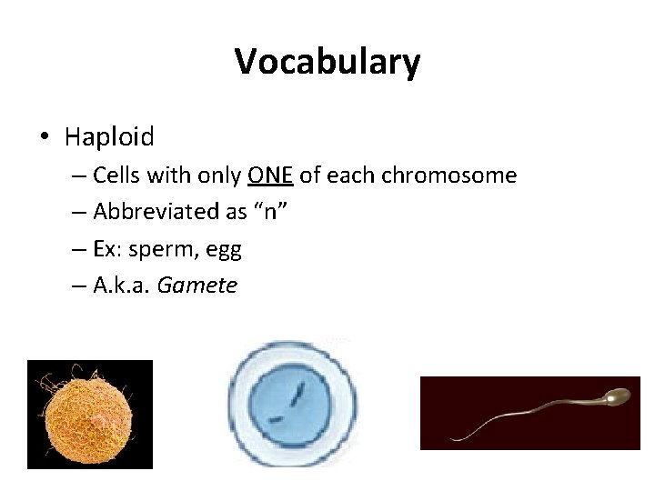 Vocabulary • Haploid – Cells with only ONE of each chromosome – Abbreviated as