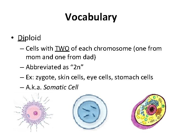 Vocabulary • Diploid – Cells with TWO of each chromosome (one from mom and