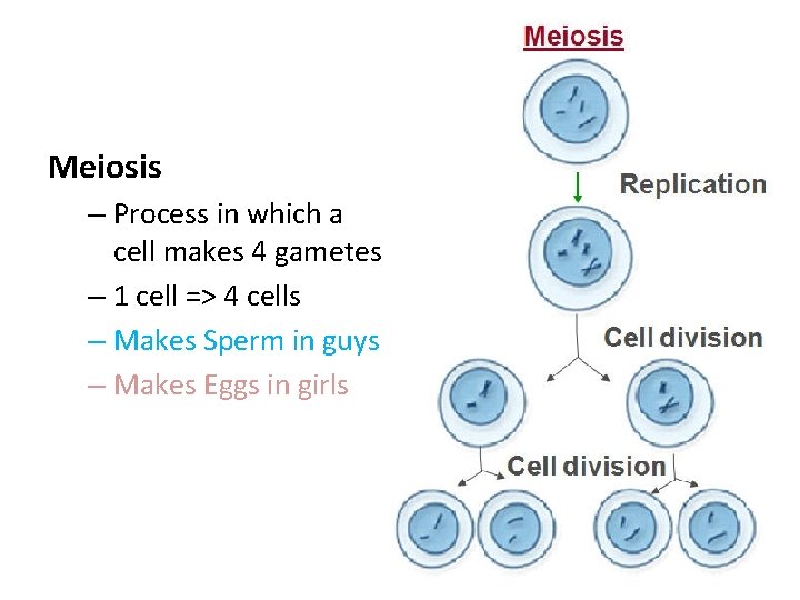 Meiosis – Process in which a cell makes 4 gametes – 1 cell =>