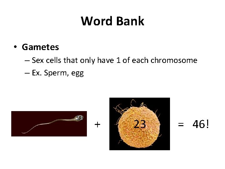 Word Bank • Gametes – Sex cells that only have 1 of each chromosome