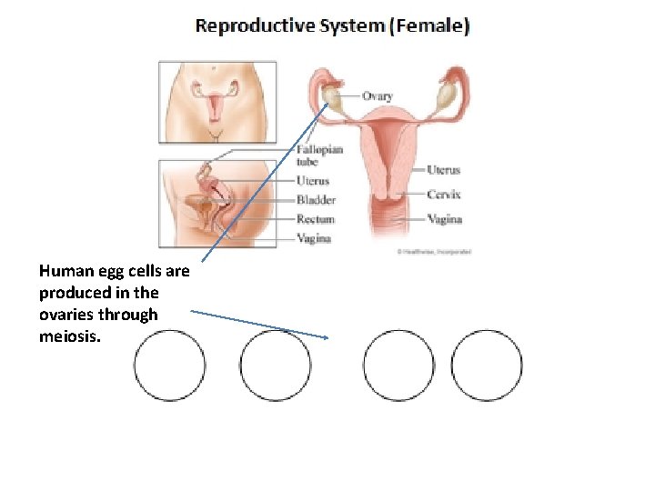 Human egg cells are produced in the ovaries through meiosis. 