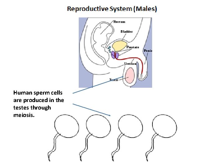 Human sperm cells are produced in the testes through meiosis. 