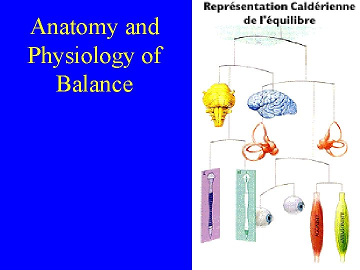 Anatomy and Physiology of Balance 