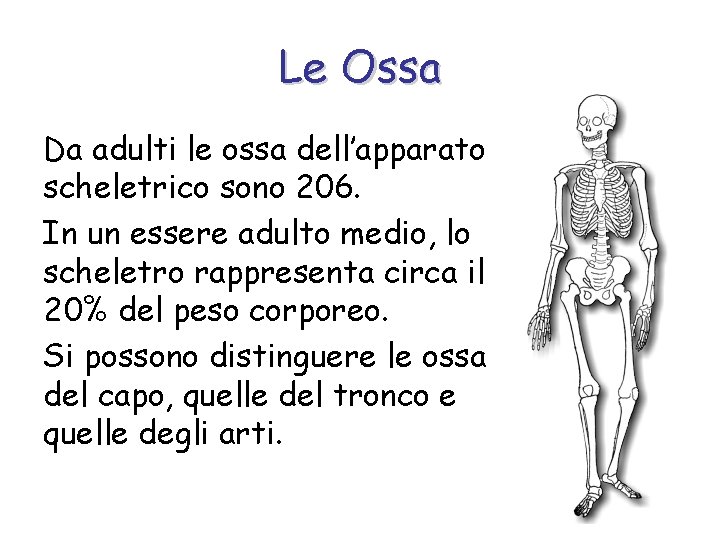 Le Ossa Da adulti le ossa dell’apparato scheletrico sono 206. In un essere adulto