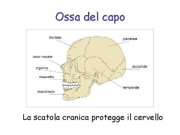 Ossa del capo La scatola cranica protegge il cervello 