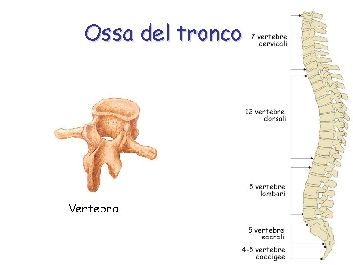 Ossa del tronco Vertebra 