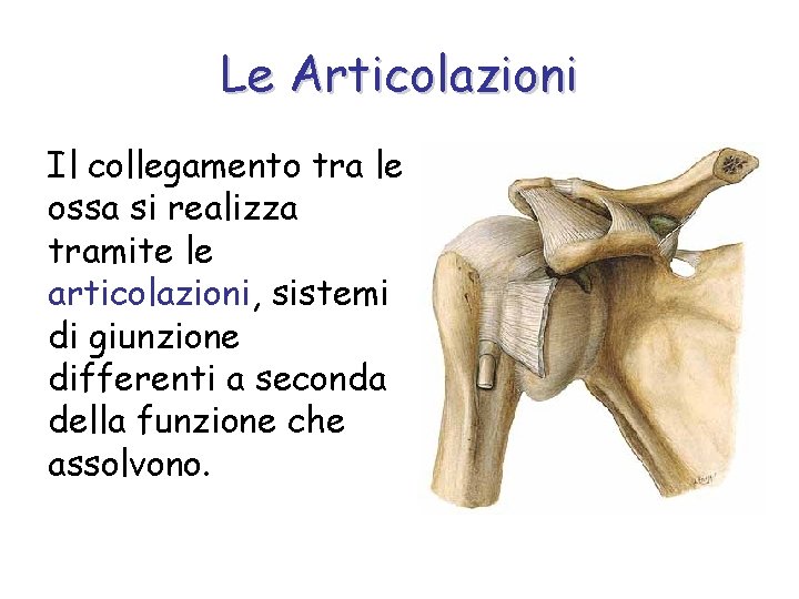 Le Articolazioni Il collegamento tra le ossa si realizza tramite le articolazioni, sistemi di