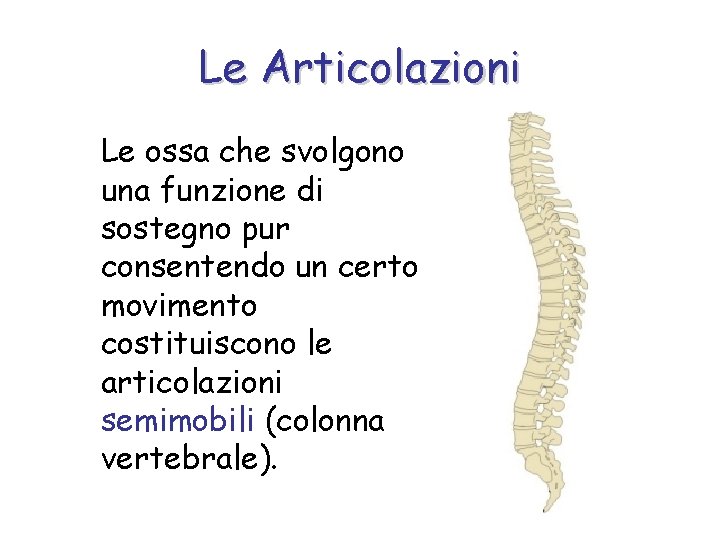 Le Articolazioni Le ossa che svolgono una funzione di sostegno pur consentendo un certo