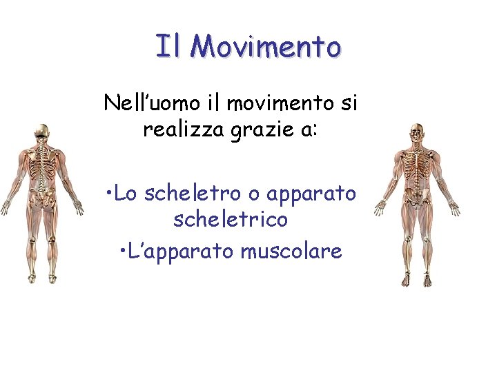 Il Movimento Nell’uomo il movimento si realizza grazie a: • Lo scheletro o apparato