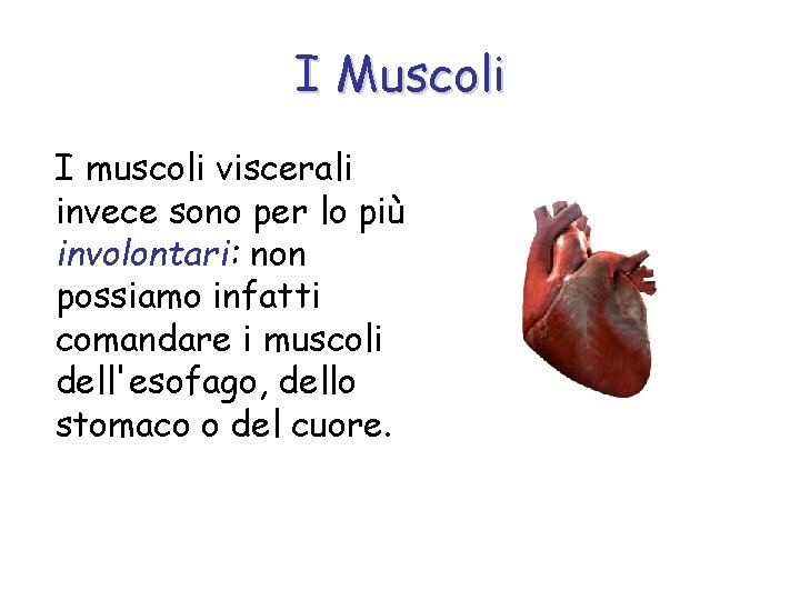 I Muscoli I muscoli viscerali invece sono per lo più involontari: non possiamo infatti