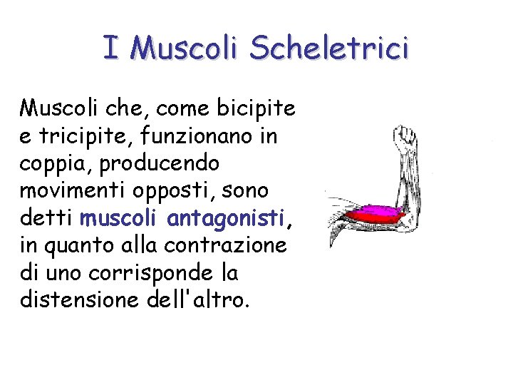 I Muscoli Scheletrici Muscoli che, come bicipite e tricipite, funzionano in coppia, producendo movimenti