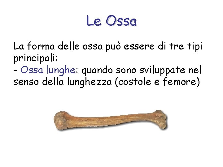 Le Ossa La forma delle ossa può essere di tre tipi principali: - Ossa