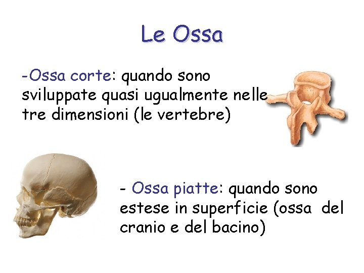 Le Ossa -Ossa corte: quando sono sviluppate quasi ugualmente nelle tre dimensioni (le vertebre)