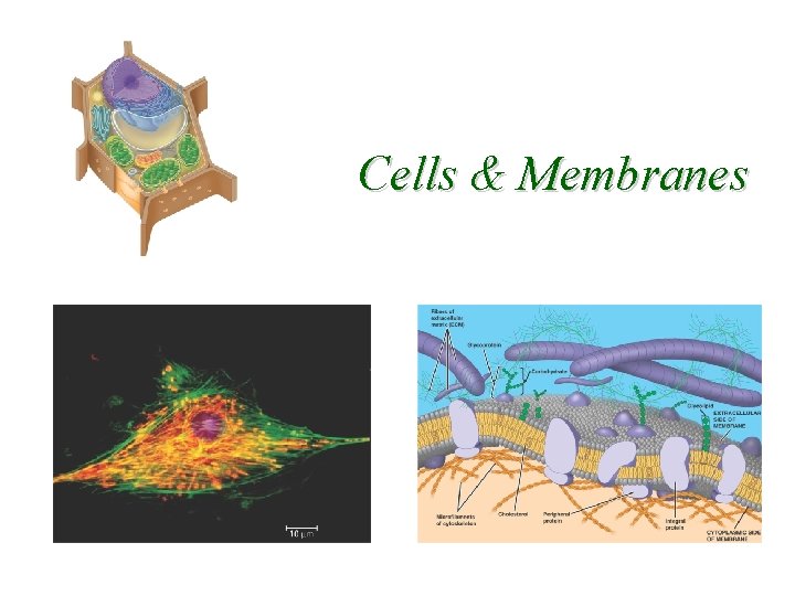 Cells & Membranes 