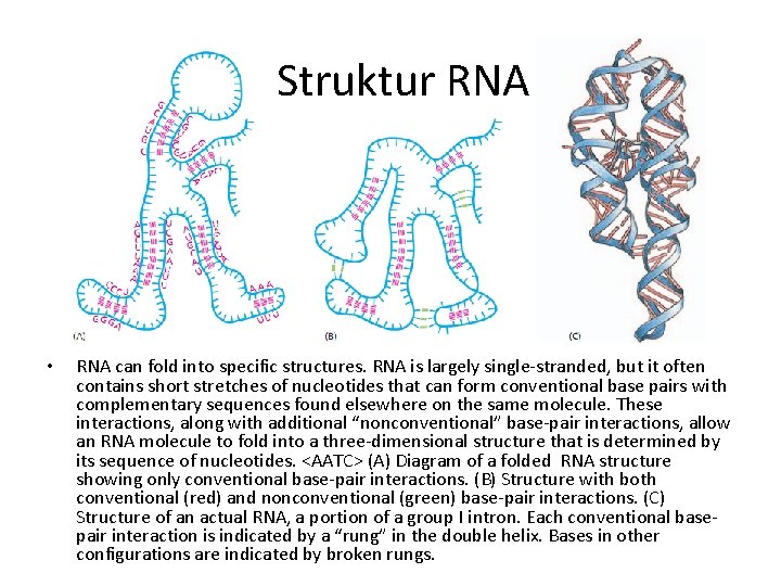 Struktur RNA • RNA can fold into specific structures. RNA is largely single-stranded, but