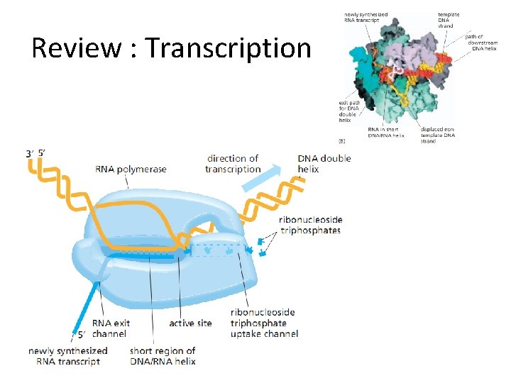 Review : Transcription 