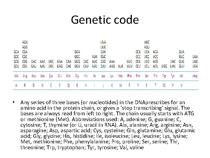Genetic code • Any series of three bases (or nucleotides) in the DNAprescribes for